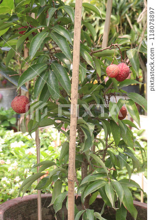 lychee plant on farm for sell 118078897