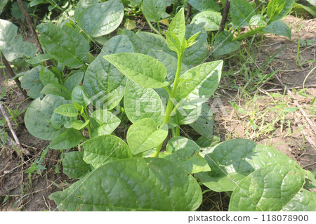 Malabar spinach on farm for harvesting Malabar spinach on farm for harvesting 118078900