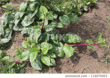 Malabar spinach on farm for harvesting 118078903