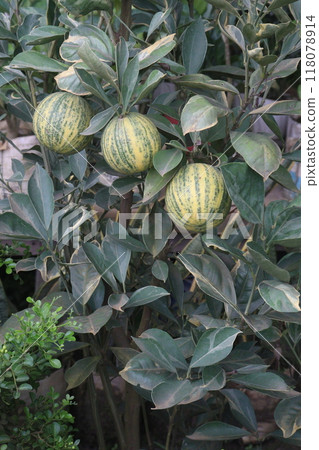 Variegated Malta orange fruit on tree in farm 118078914