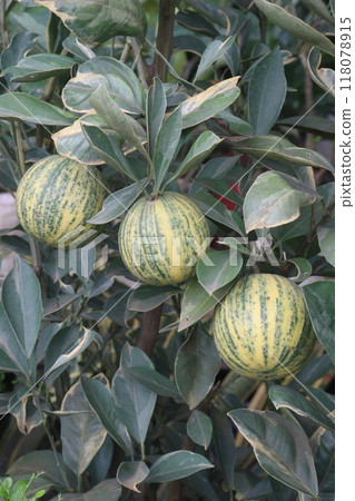 Variegated Malta orange fruit on tree in farm Variegated Malta orange fruit on tree in farm 118078915