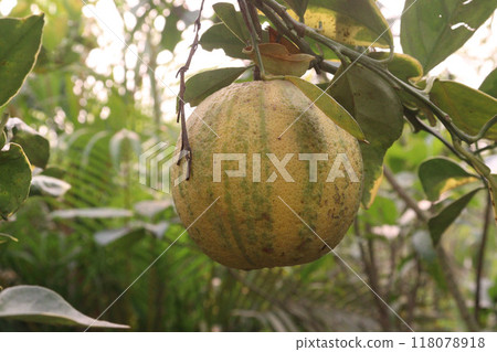Variegated Malta orange fruit on tree in farm 118078918