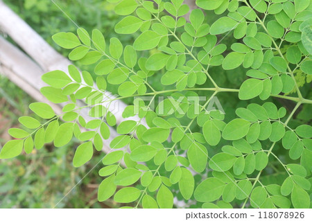 Moringa on tree in farm for harvest Moringa on tree in farm for harvest 118078926