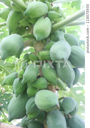 raw papaya on tree in farm for harvest raw papaya on tree in farm for harvest 118078930