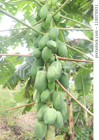 raw papaya on tree in farm for harvest raw papaya on tree in farm for harvest 118078931