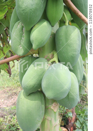 raw papaya on tree in farm for harvest raw papaya on tree in farm for harvest 118078932
