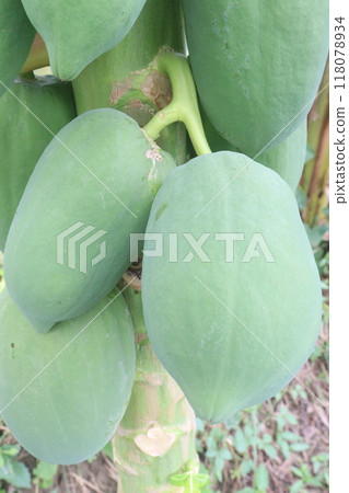 raw papaya on tree in farm for harvest raw papaya on tree in farm for harvest 118078934