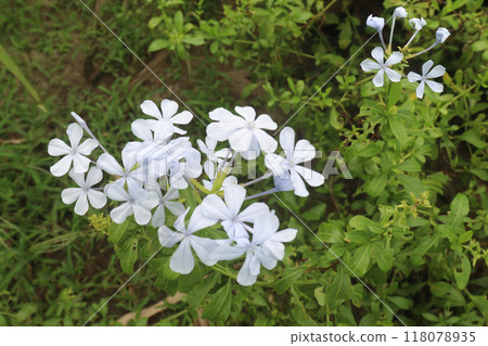 plumbago auriculata flower plant on nursery plumbago auriculata flower plant on nursery 118078935