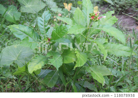 Indian snakeroot plant on jungle 118078938