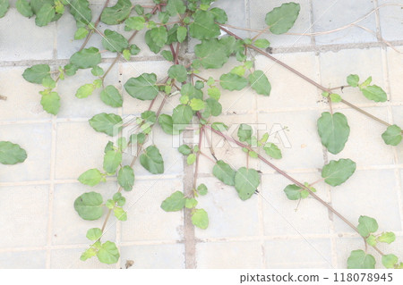 Punarnava flower plant on roadside Punarnava flower plant on roadside 118078945