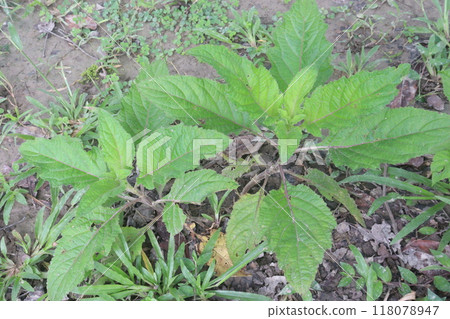 Salvia glutinosa on forest it's medicinal plant Salvia glutinosa on forest it's medicinal plant 118078947
