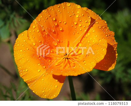 California poppy flower is a herbaceous plant of the poppy family. 118079313