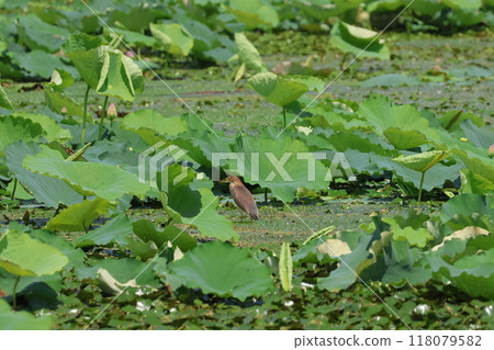 Lotus leaves and a red-crowned heron Lotus leaves and a red-crowned heron 118079582