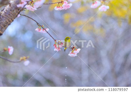White-eye perched on a branch of cherry blossoms in full bloom 118079597