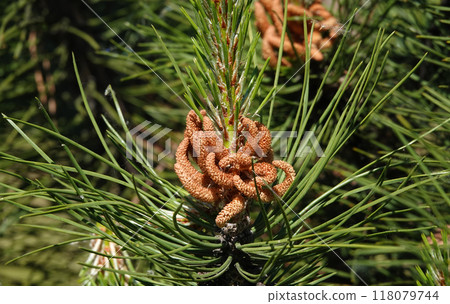 Pine twisted tree branch in spring bloom 118079744