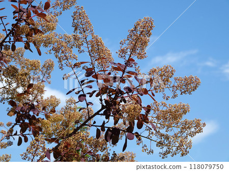 Mackerel tannerum woody plant growing in a city park Mackerel tannerum woody plant growing in a city park 118079750