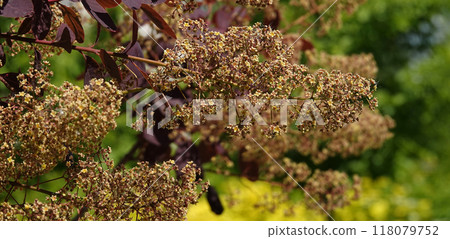 Mackerel tannerum woody plant growing in a city park 118079752
