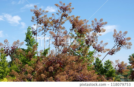 Mackerel tannerum woody plant growing in a city park Mackerel tannerum woody plant growing in a city park 118079753