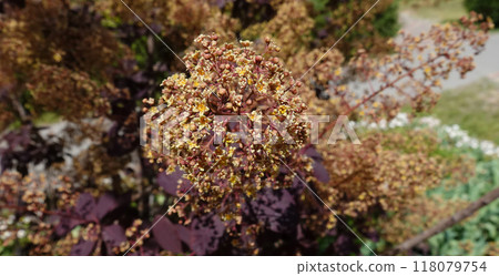Mackerel tannerum woody plant growing in a city park Mackerel tannerum woody plant growing in a city park 118079754