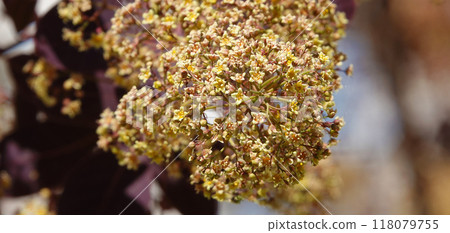 Mackerel tannerum woody plant growing in a city park 118079755