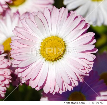 Daisy perennial is a perennial herbaceous plant of the Asteraceae family. 118079763
