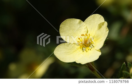 Flower Cinquefoil bush or Kuril tea or Cinquefoil is a shrub plant, family Rosaceae Flower Cinquefoil bush or Kuril tea or Cinquefoil is a shrub plant, family Rosaceae 118079766