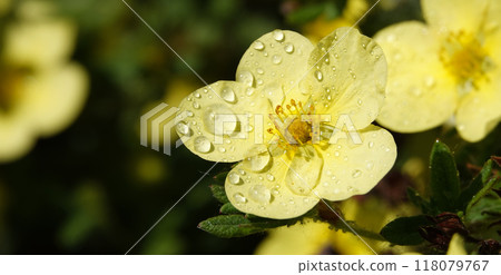 Flower Cinquefoil bush or Kuril tea or Cinquefoil is a shrub plant, family Rosaceae 118079767