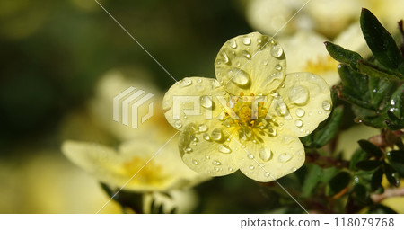 Flower Cinquefoil bush or Kuril tea or Cinquefoil is a shrub plant, family Rosaceae 118079768