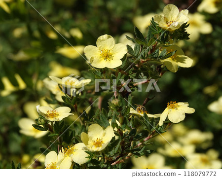 Flower Cinquefoil bush or Kuril tea or Cinquefoil is a shrub plant, family Rosaceae 118079772