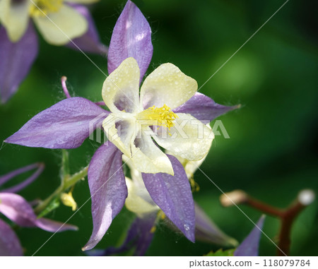 Columbine flower is a plant with delicate flowers 118079784