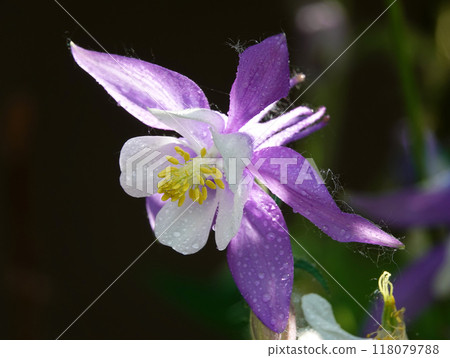 Columbine flower is a plant with delicate flowers Columbine flower is a plant with delicate flowers 118079788