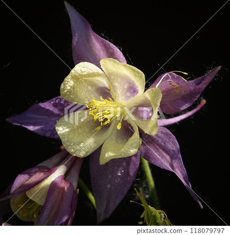 Columbine flower is a plant with delicate flowers 118079797
