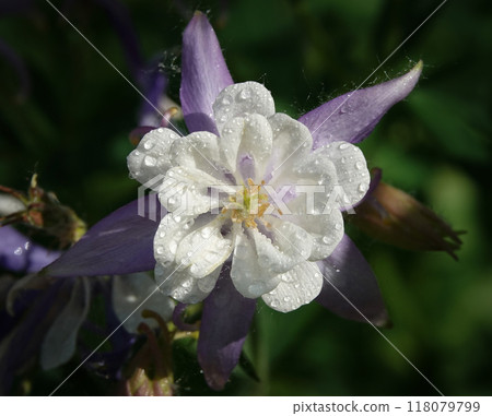 Columbine flower is a plant with delicate flowers 118079799