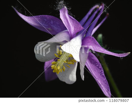 Columbine flower is a plant with delicate flowers 118079807