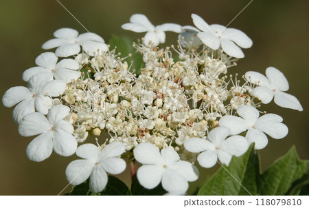 Viburnum vulgare during flowering white flowers 118079810