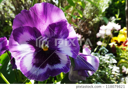 Viola Viola or Garden Pansy is a perennial herbaceous plant of the Violet family. Viola Viola or Garden Pansy is a perennial herbaceous plant of the Violet family. 118079821