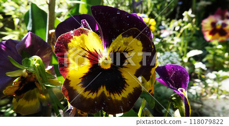 Viola Viola or Garden Pansy is a perennial herbaceous plant of the Violet family. Viola Viola or Garden Pansy is a perennial herbaceous plant of the Violet family. 118079822