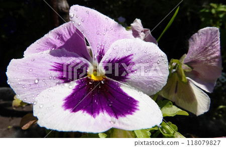 Viola Viola or Garden Pansy is a perennial herbaceous plant of the Violet family. Viola Viola or Garden Pansy is a perennial herbaceous plant of the Violet family. 118079827