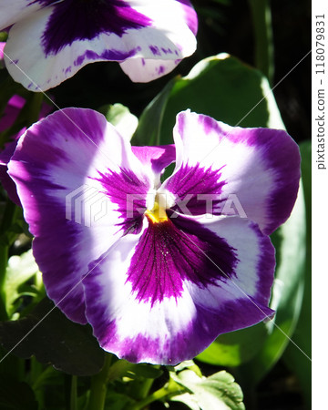 Viola Viola or Garden Pansy is a perennial herbaceous plant of the Violet family. Viola Viola or Garden Pansy is a perennial herbaceous plant of the Violet family. 118079831
