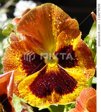 Viola Viola or Garden Pansy is a perennial herbaceous plant of the Violet family. 118079836