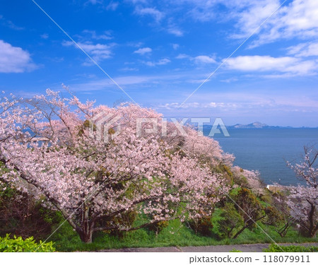 赤穗岬盛開的櫻花（從赤穗東岬公園展望台看到） 118079911