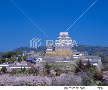 「世界文化遺產」、「國寶」姬路城（白鷺城）和盛開的櫻花/白鷺姬路拍攝的全景/姬路城十大景觀之一 118079920