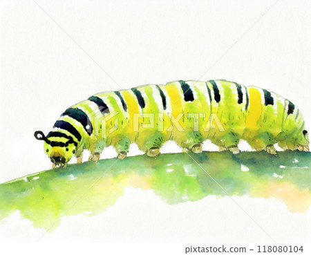 Caterpillar painted in watercolor 118080104
