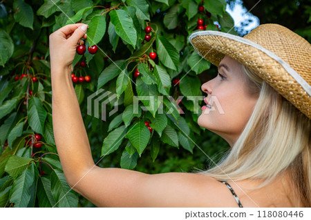 A woman picking cherries in a cherry orchard, wearing straw hat A woman picking cherries in a cherry orchard, wearing straw hat 118080446