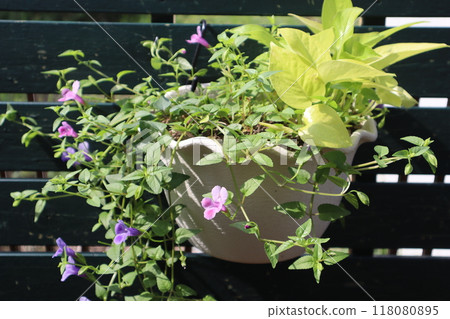 虎耳草與綠蘿懸掛混植 118080895