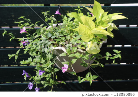 虎耳草與綠蘿懸掛混植 118080896