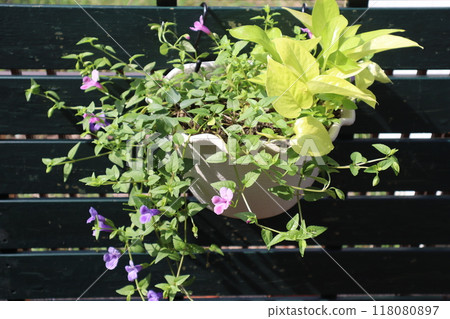 虎耳草與綠蘿懸掛混植 虎耳草與綠蘿懸掛混植 118080897