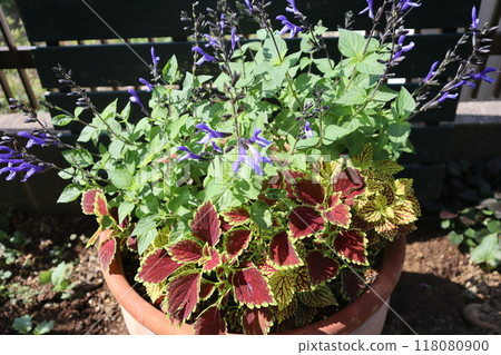 Salvia and coleus planting 118080900