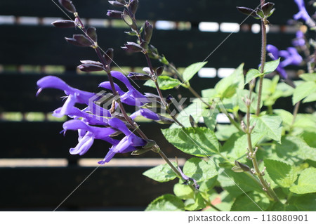 Purple flowers of super salvia Purple flowers of super salvia 118080901