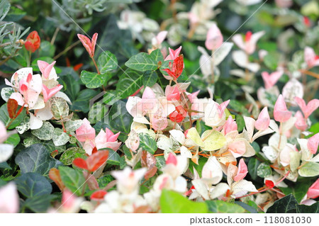 初雪菊 (Hatsuyukikuzu) 混合紅色和粉紅色的葉子 118081030